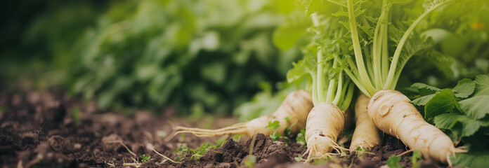 Horseradish root vegetable on the garden bed. Close up. Copy space for text. Blurred background. Banner slider template. - obrazy, fototapety, plakaty