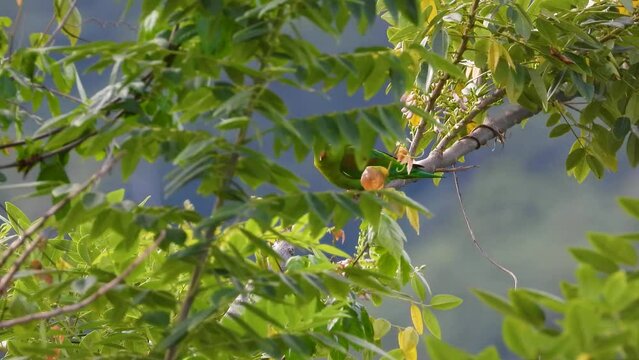 Orange Chinned Parakeet perched on exposed branch waving in wind on blustery day