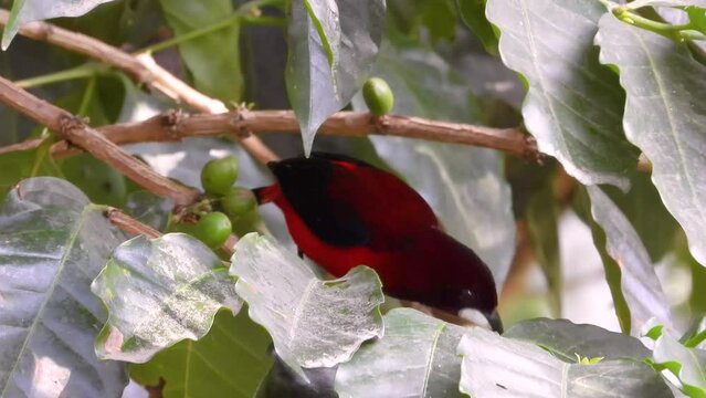 Crimson Backed Tanager with long beack pecks on insect with fruit on branches