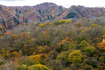 紅葉真っ盛りの医王山県立自然公園