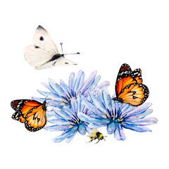 Flower blue chicory butterfly watercolor illustration. Cornflower bee aster chrysanthemum gerbera chamomile. Bouquet blossom isolated white background