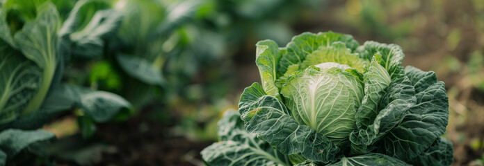 The Cabbage on the garden bed. Close up. Copy space for text. Blurred background. Banner slider template. - 752777230