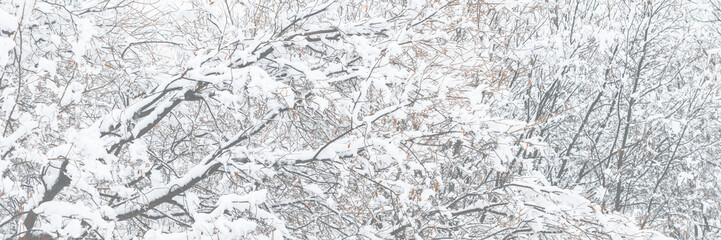 Snow on the branches of trees and bushes after a snowfall. Wide panoramic winter background with snow-covered trees. Plants in a winter forest park. Cold snowy weather. Texture of fresh snow. Closeup.