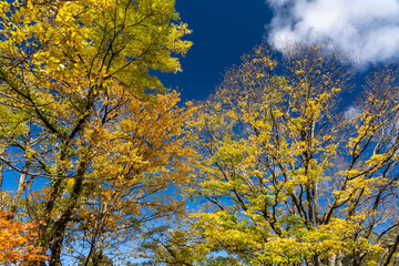 紅葉真っ盛りの医王山県立自然公園
