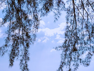 trees in the sky