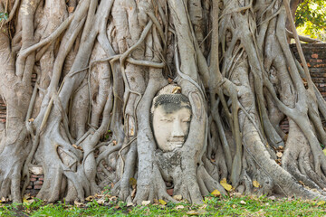 The Buddha head in Wat Mahathat, Phra Nakhon Si Ayutthaya, Thailand
