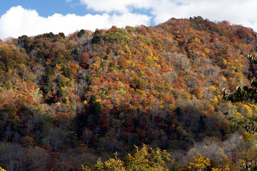 Fototapeta premium 紅葉真っ盛りの医王山県立自然公園