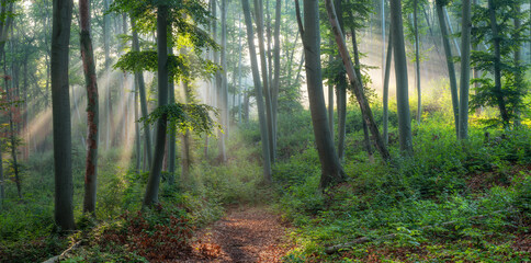 Panorama of Natural Beech Forest with Sunbeams through Morning Fog - 752782856