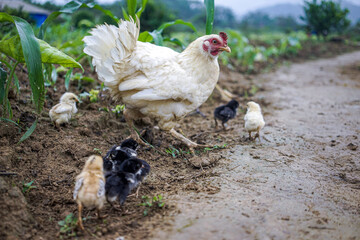 The chickens follow their mother to look for food