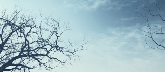 Lonely Tree Silhouette without Leaves under Winter Skies in a Desolate Landscape - obrazy, fototapety, plakaty