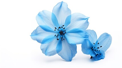 Ephemeral Beauty: Spring Blue Flower Isolated on White Background"