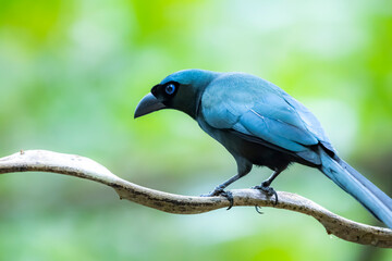 The Racquet-tailed Treepie on a branch in nature