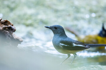 The Oriental magpie robin in nature