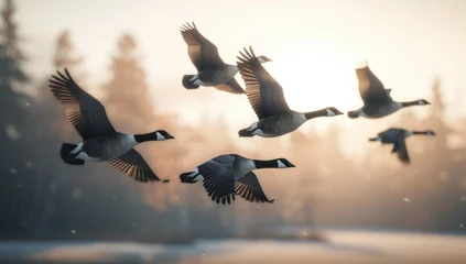 Fotobehang A flock of Canadian geese flying in the sky © Ruslan Gilmanshin
