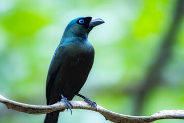 The Racquet-tailed Treepie on a branch in nature