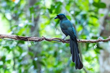 The Racquet-tailed Treepie on a branch in nature