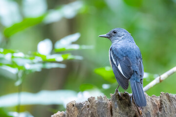 The Oriental magpie robin in nature