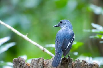The Oriental magpie robin in nature