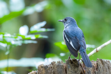 The Oriental magpie robin in nature