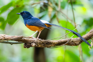 White-rumped shama on a branch in nature