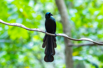 The Racquet-tailed Treepie on a branch in nature
