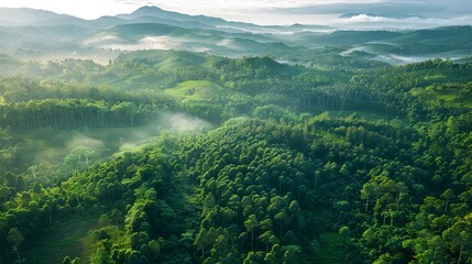 Foggy Morning Forest View in the Style of Southeast Asian Art, To provide a serene and peaceful nature scene for calming and reflective purposes,