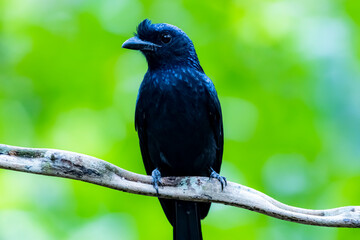 The Greater Racket-tailed Drongo on a branch in nature