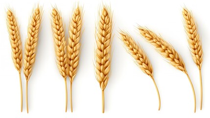 Golden Harvest: Wheat Ears or Heads Set Isolated on White Background