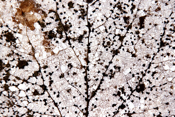 Background texture of an old decomposed leaf with ribs and veins left after winter