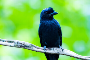 The Greater Racket-tailed Drongo on a branch in nature