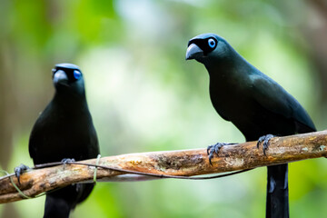 The Racquet-tailed Treepie on a branch in nature