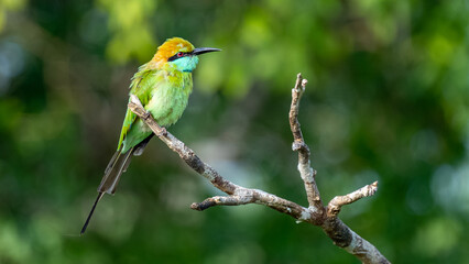 Colorful Green Orange and Blue Bee-Eater perches on a branch whilst searching its next meal, Sri Lanka