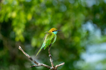Colorful Green Orange and Blue Bee-Eater perches on a branch whilst searching its next meal, Sri Lanka