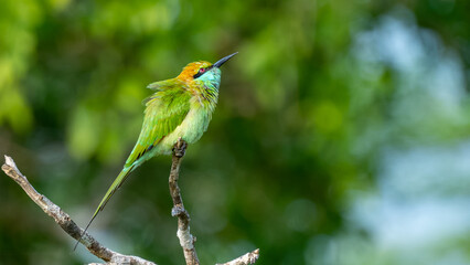 Colorful Green Orange and Blue Bee-Eater perches on a branch whilst searching its next meal, Sri...
