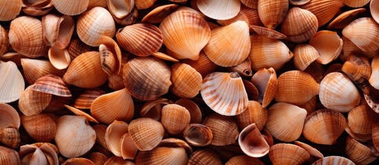 Gorgeous Pile of Colorful Seashells on Sandy Beach, Nature's Marine Treasures