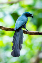 The Racquet-tailed Treepie on a branch in nature