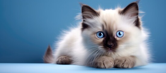 Adorable Kitten with Mesmerizing Blue Eyes Poses on Wooden Table