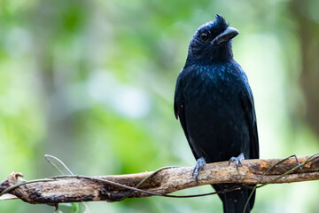 The Greater Racket-tailed Drongo on a branch in nature