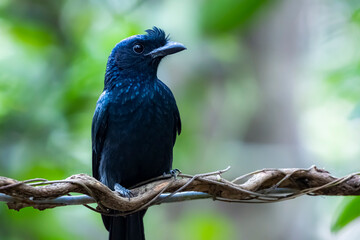 The Greater Racket-tailed Drongo on a branch in nature