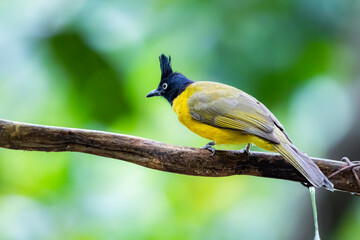 The Black-crested Bulbul  in nature