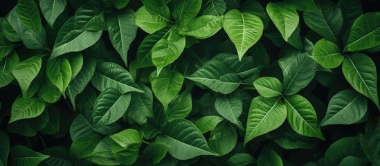 Vibrant Green Leaves Wallpapers Collection with Fresh Botanical Patterns and Organic Designs - obrazy, fototapety, plakaty