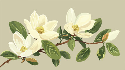 Genus Magnolia L. Magnolia vintage illustration. flat