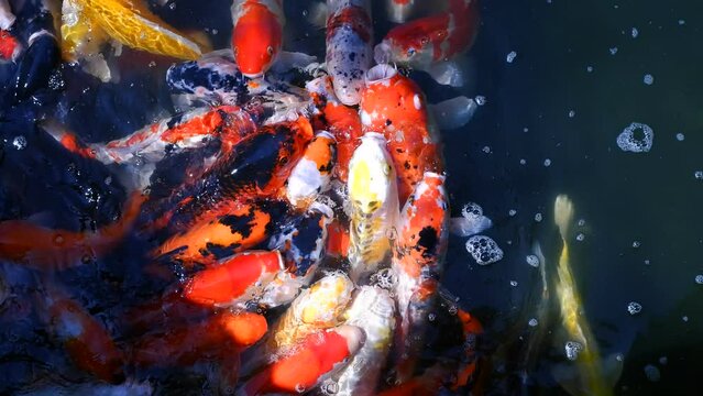 Colorful fancy carps or koi fishes swimming in a pond,colorful koi fish swimming in pond with fresh clear water.
