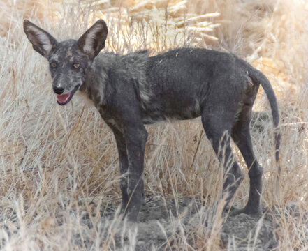 Young Coyote with very dark fur, possibly recovering from mange (skin disease). Round Valley Regional Preserve, Contra Costa County, California.