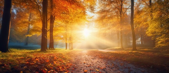 Serene Forest Path Bathed in Golden Sunlight - Peaceful Nature Trail with Trees and Bright Sun Rays