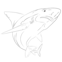 Angry Shark Sketch