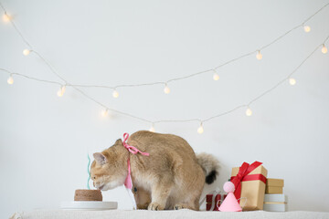 international cat day concept with gold british cat eat food on table with birthday party decoration background