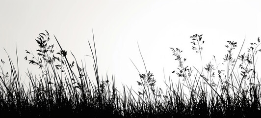 Abstract background with black silhouette of meadow wild herbs and reed. Wildflowers field. Summer backdrop.