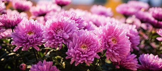 Vibrant Pink Blooms Blanket Serene Meadow in a Burst of Spring Beauty
