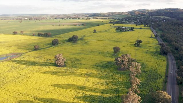 Drone view of golden canola farm fields blooming at Melrose, Flinders Ranges, South Australia
